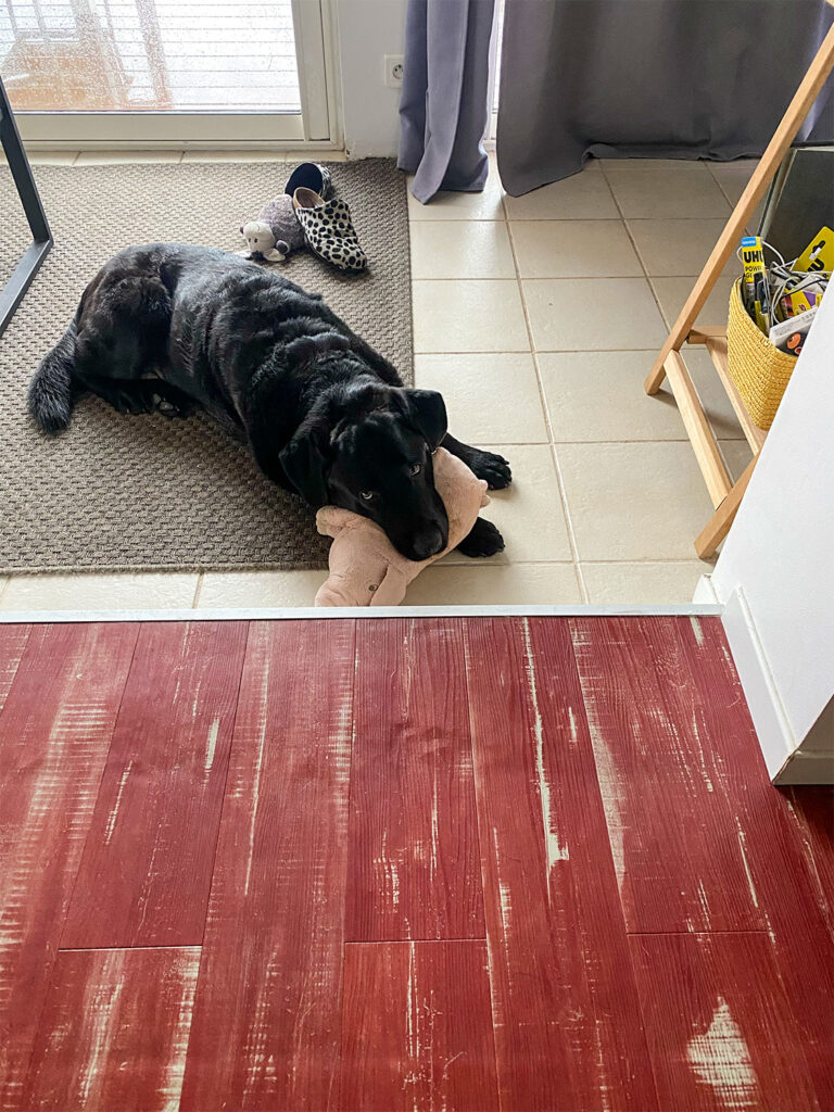 Tipps zur Chemotherapie beim Hund