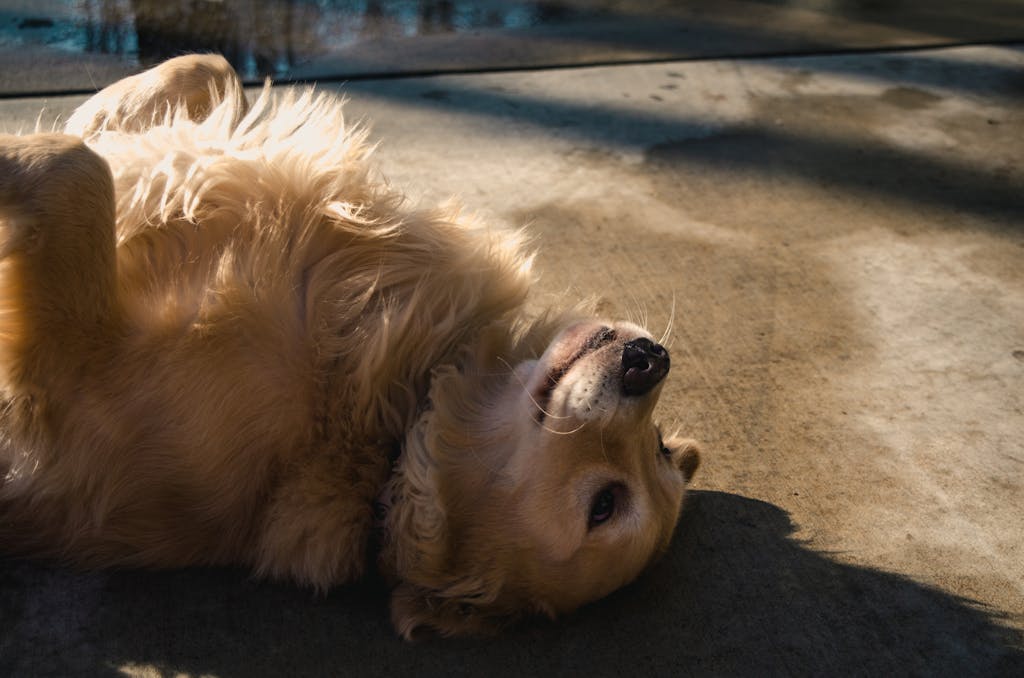 A playful golden retriever enjoying sunshine while lying on a concrete ground.