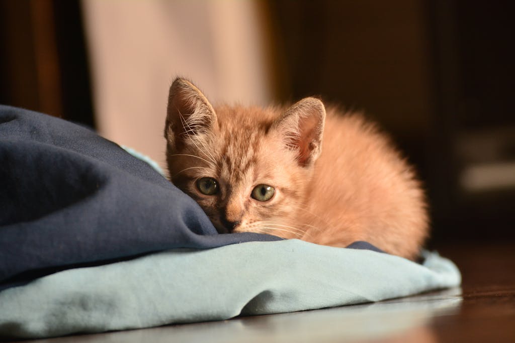 Adorable ginger kitten lounging on a soft textile indoors, looking curious.