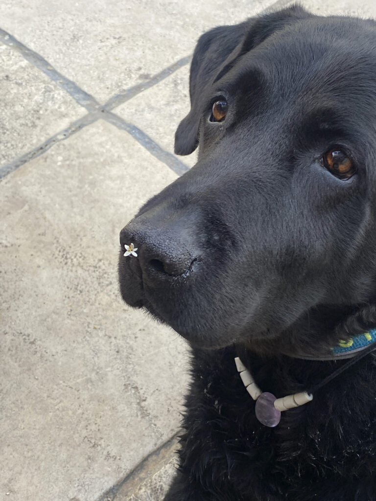 Die letzten Chemos und die Zeit danach